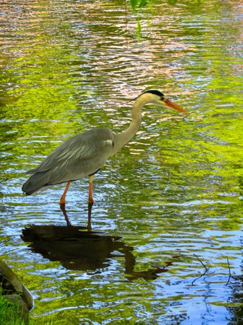 アオサギ 中島公園 2023年6月12日(月)