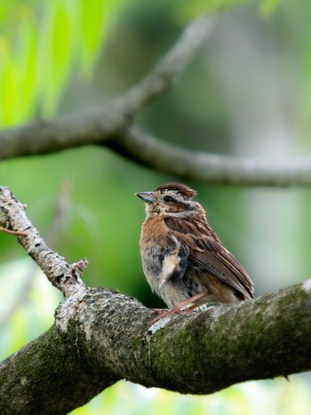 2023年6月10日(土) 長崎県大村市の野鳥観察記録