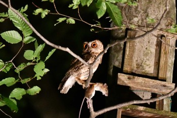 Japanese Scops Owl 八東ふる里の森 Sat, 6/10/2023