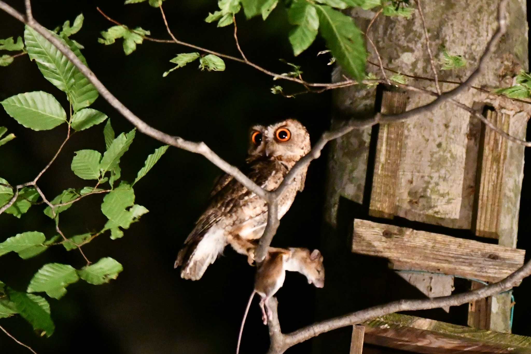 八東ふる里の森 オオコノハズクの写真 by みやさん