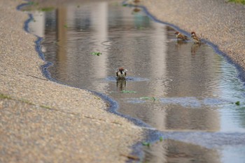 スズメ 静岡県 佐鳴湖公園 2017年5月6日(土)