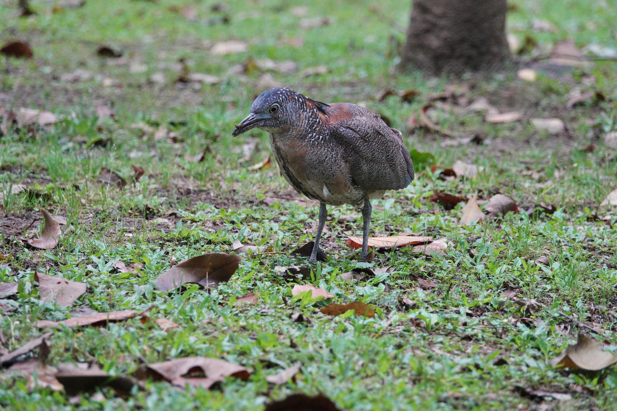 大安森林公園 ズグロミゾゴイの写真 by のどか