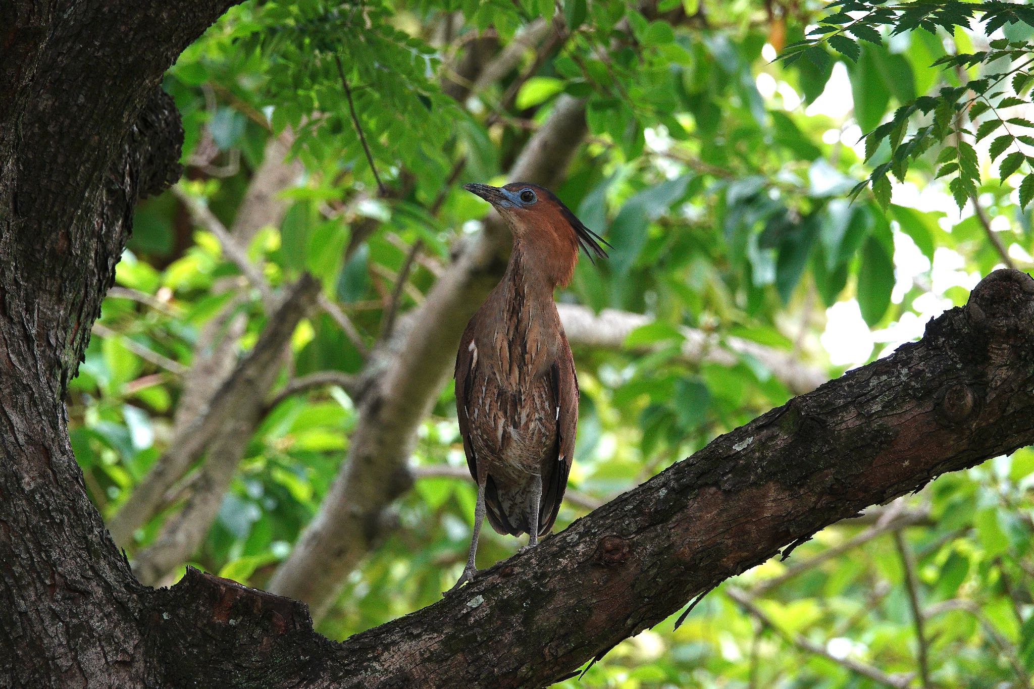 Malayan Night Heron