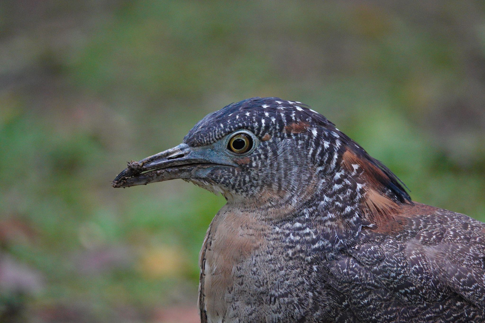 Malayan Night Heron