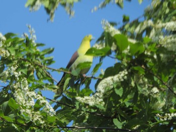 White-bellied Green Pigeon 置戸湖(おけと湖) Sat, 6/10/2023