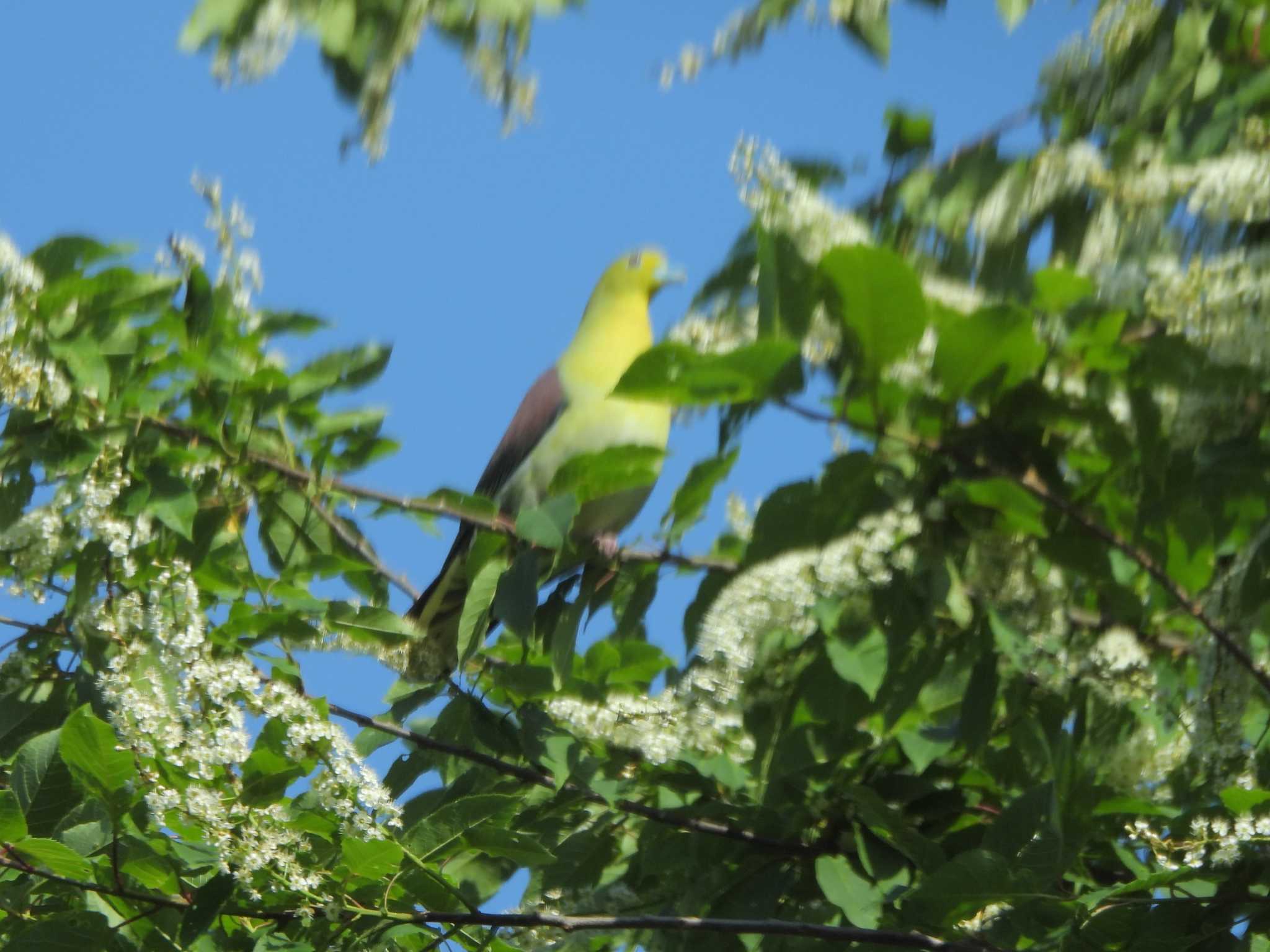 Photo of White-bellied Green Pigeon at 置戸湖(おけと湖) by mashiko