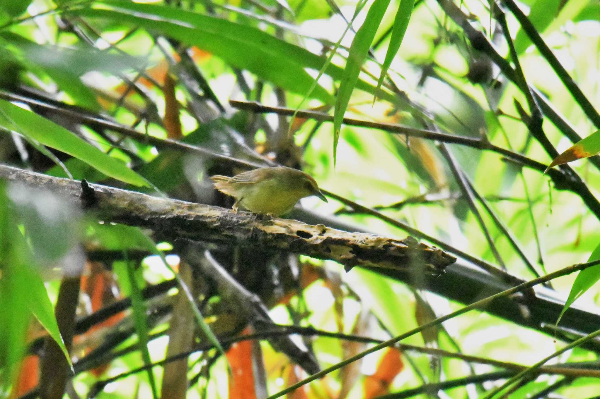 Pin-striped Tit-Babbler