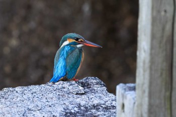 カワセミ 大和民俗公園 2023年3月1日(水)