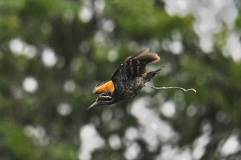 Greater Flameback