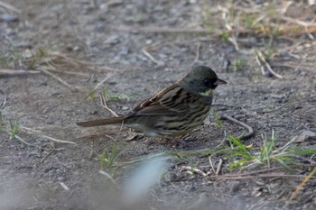 Masked Bunting Unknown Spots Fri, 3/10/2023