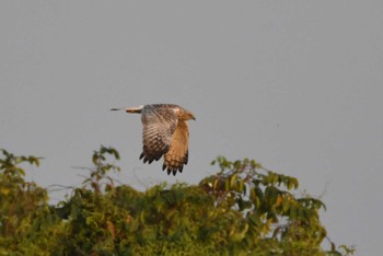 チュウヒ Nong Bong Khai Non-hunting Area 2023年2月19日(日)