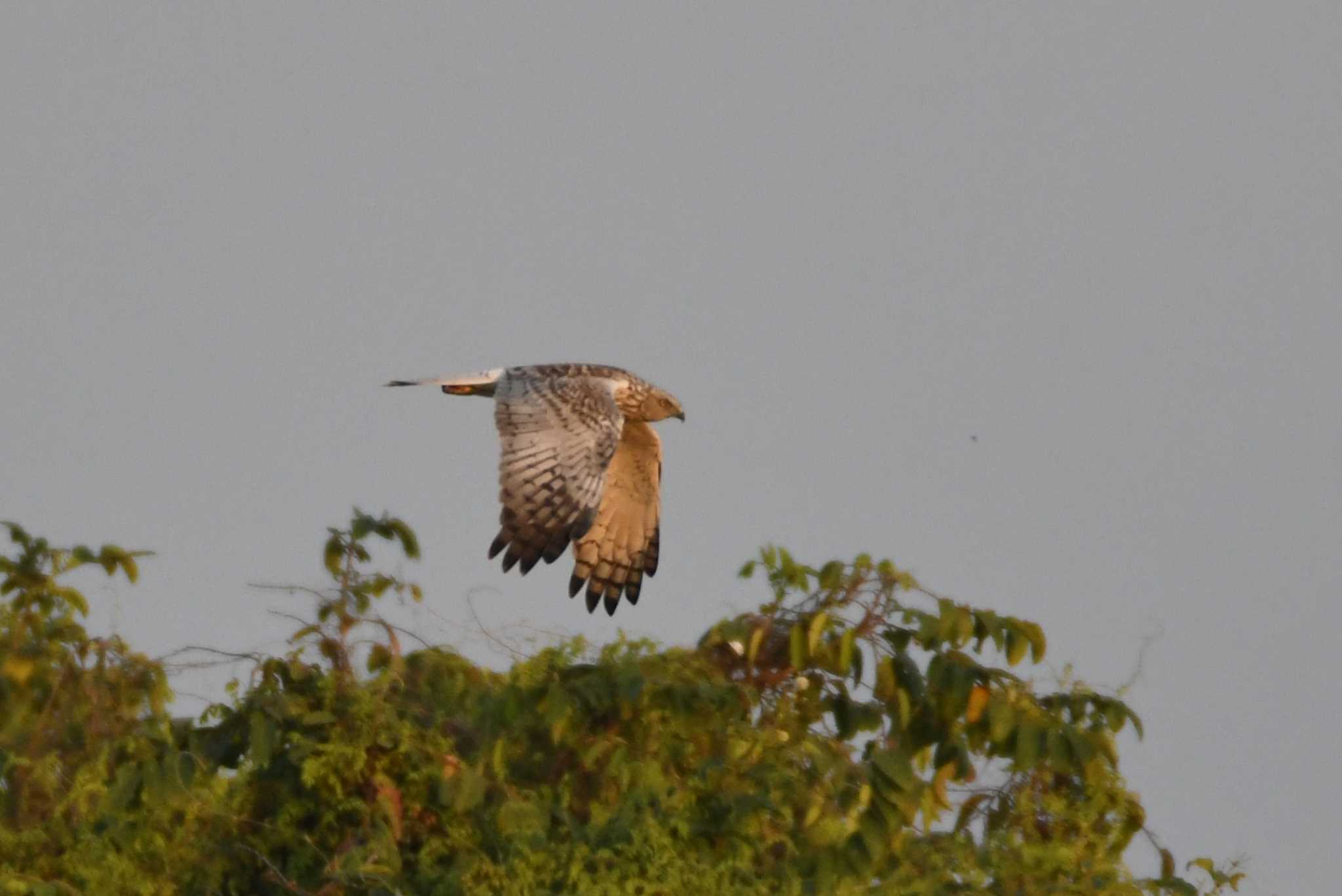 Eastern Marsh Harrier