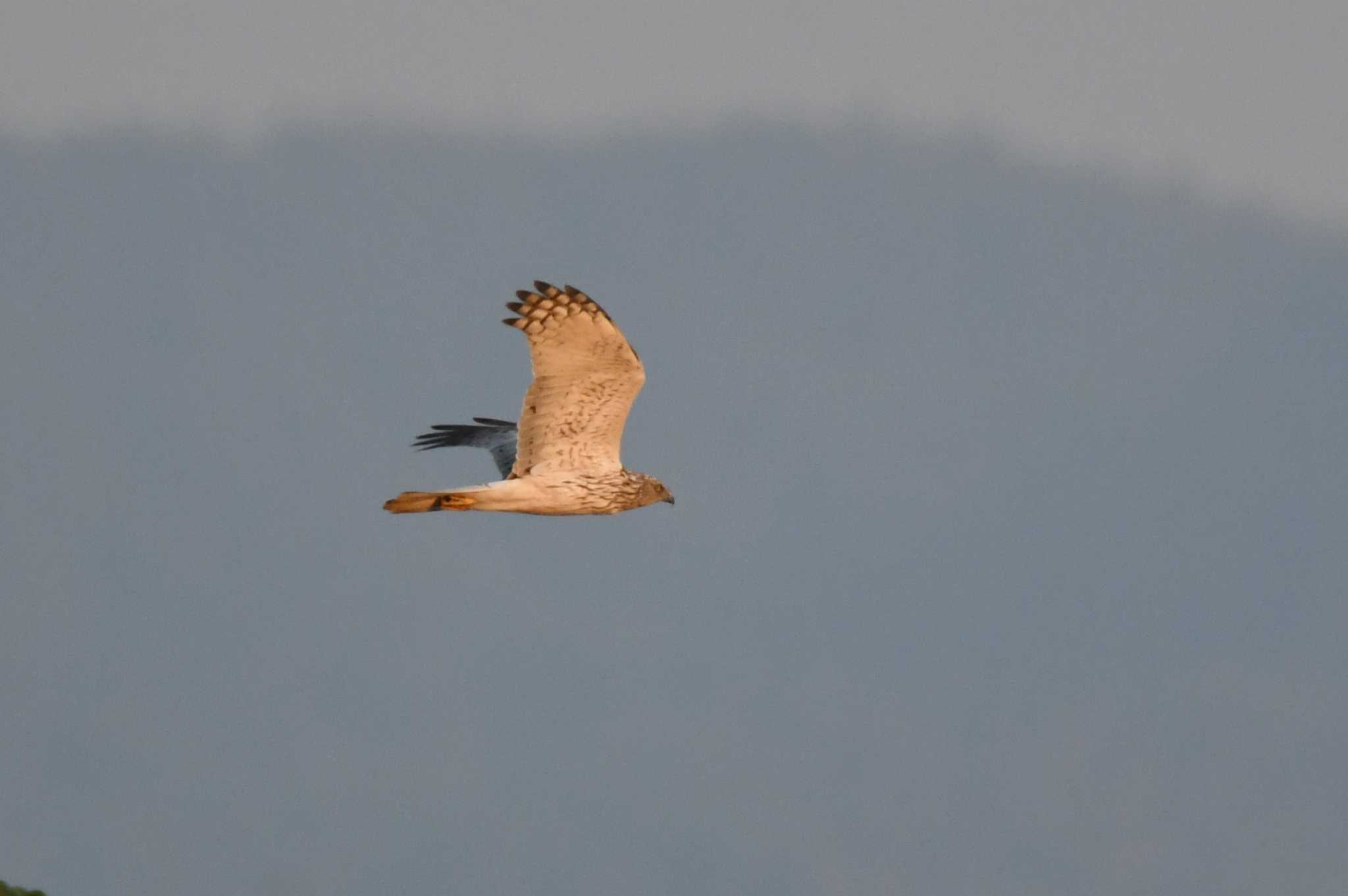 Photo of Eastern Marsh Harrier at Nong Bong Khai Non-hunting Area by あひる