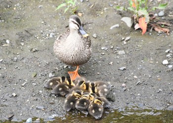 Eastern Spot-billed Duck 恩田川 Sun, 5/28/2023