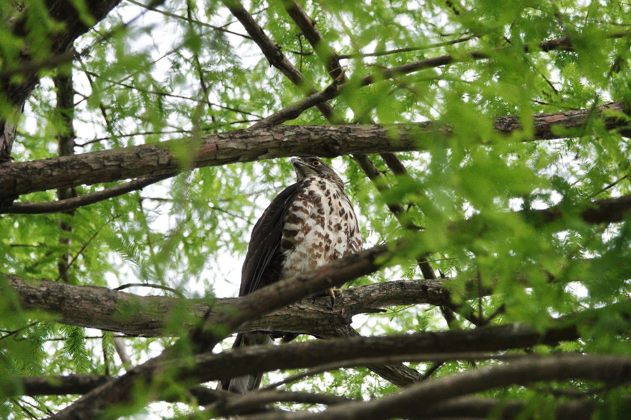 Crested Goshawk