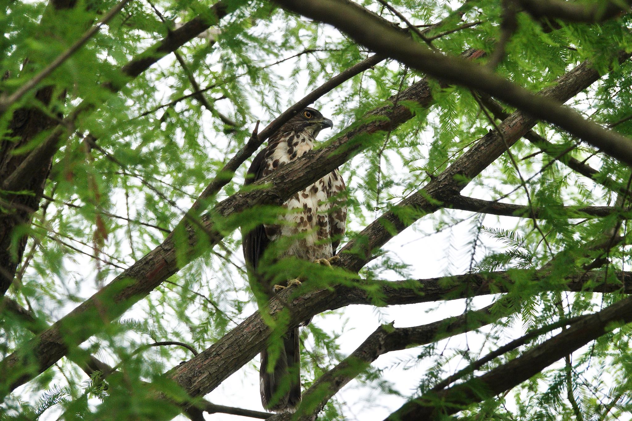 Crested Goshawk