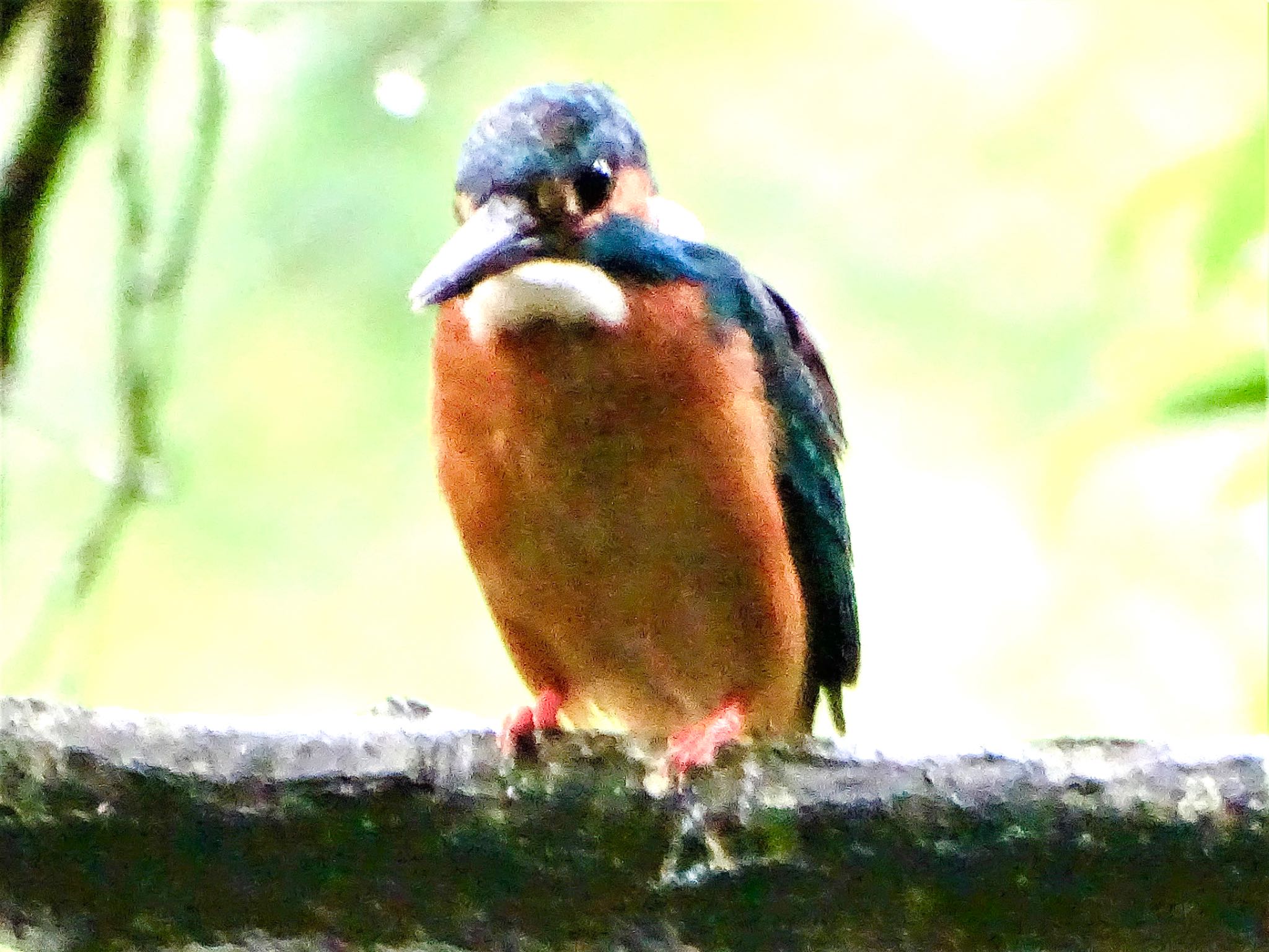 舞岡公園 カワセミの写真