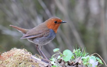 Japanese Robin 山梨県 Thu, 5/18/2023