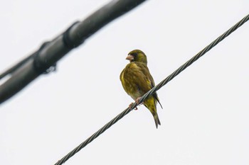 Grey-capped Greenfinch 自宅前 Sun, 6/11/2023