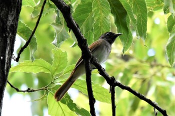 サンコウチョウ 大阪市内 2023年6月1日(木)