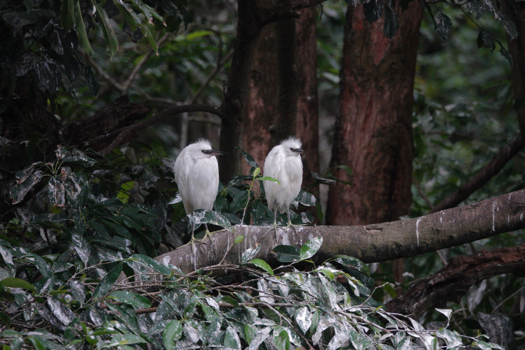 大安森林公園 コサギの写真