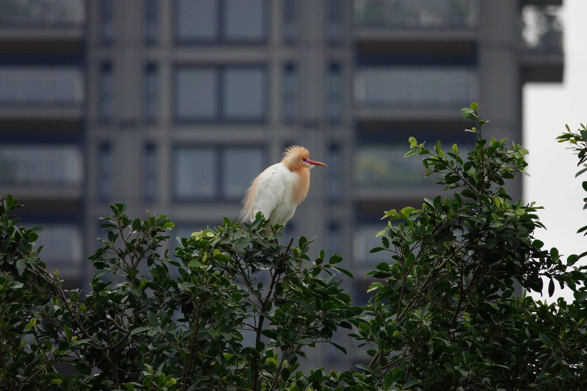 大安森林公園 アマサギの写真