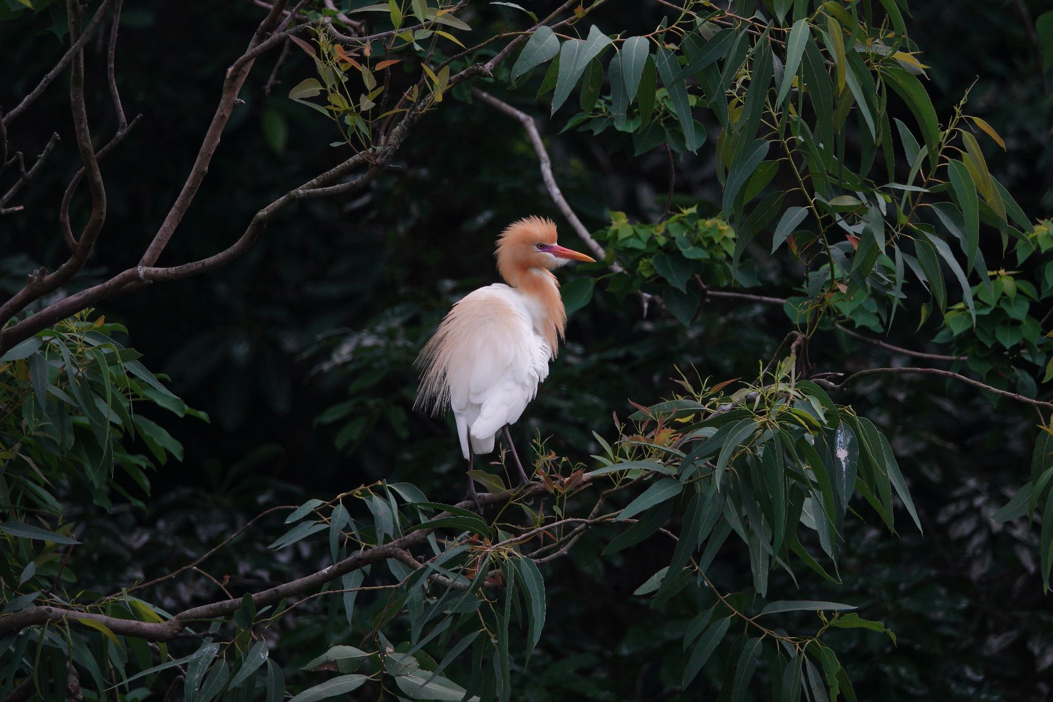 大安森林公園 アマサギの写真