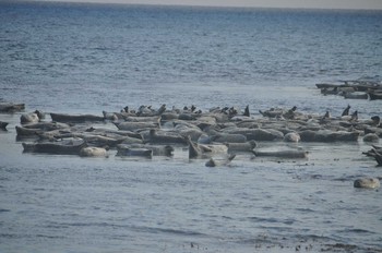 アザラシ 礼文島　船泊 2018年7月18日(水)