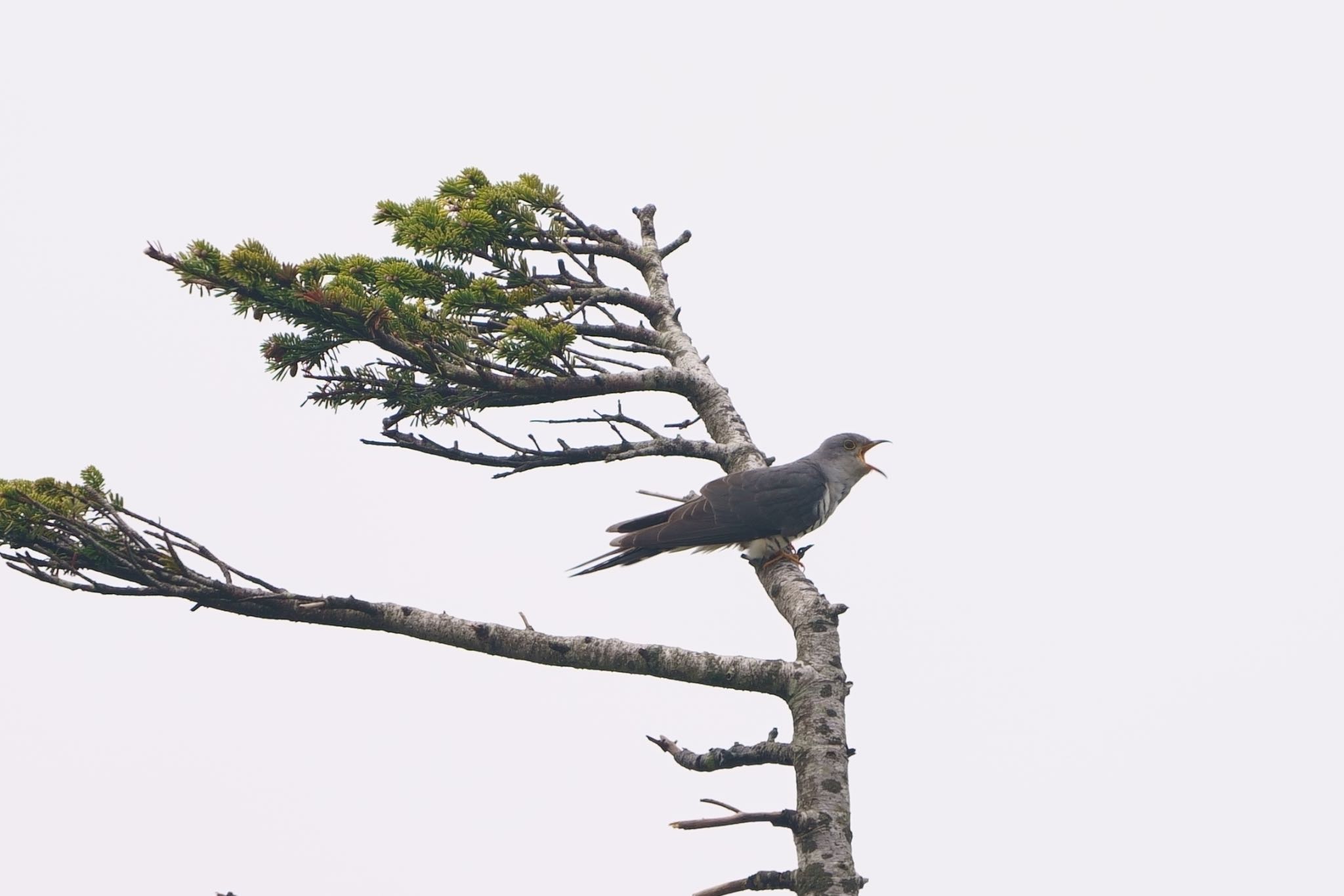 Photo of Lesser Cuckoo at  by アカウント5227