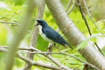 Siberian Blue Robin Unknown Spots Sat, 6/10/2023