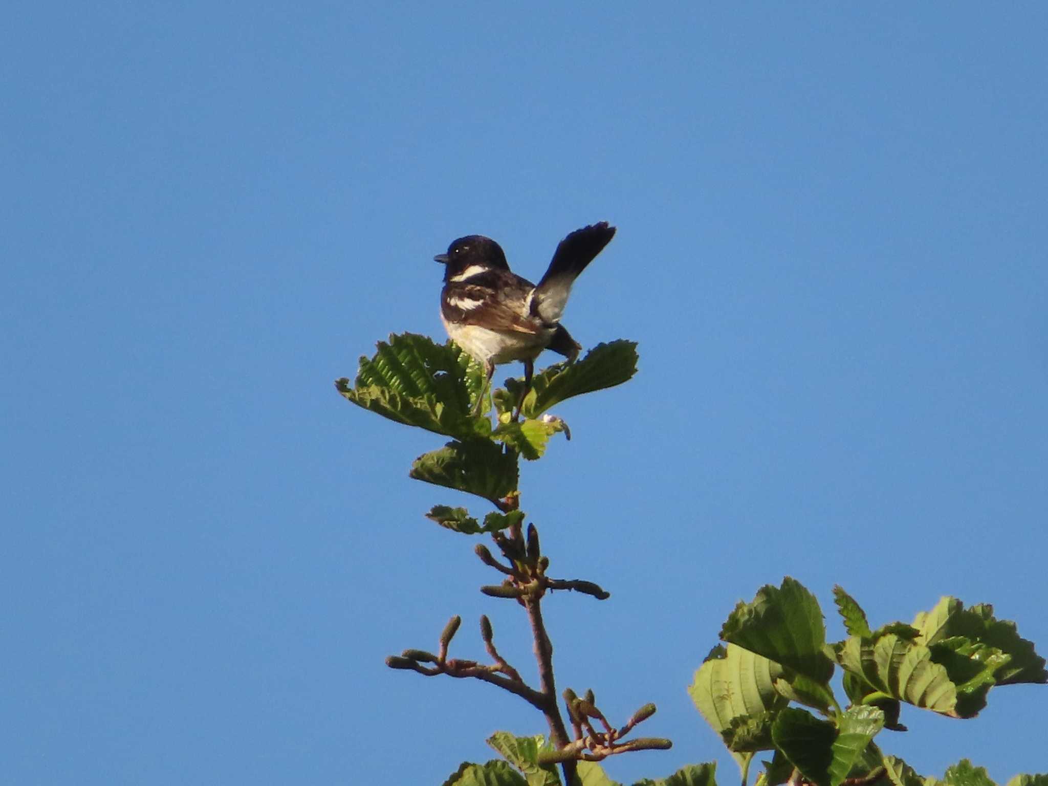 Photo of Amur Stonechat at JGSDF Kita-Fuji Exercise Area by ゆ