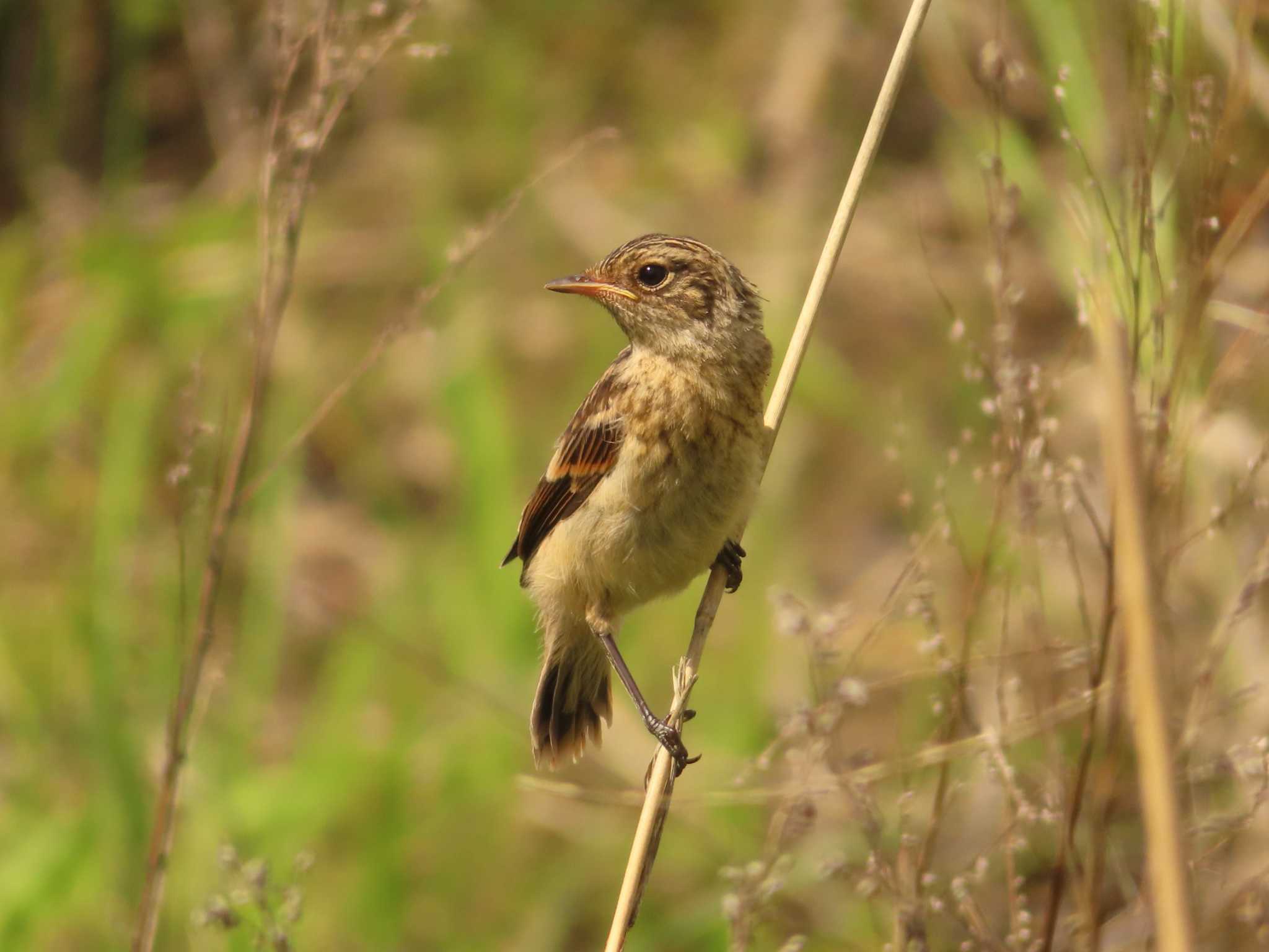 Photo of Amur Stonechat at JGSDF Kita-Fuji Exercise Area by ゆ