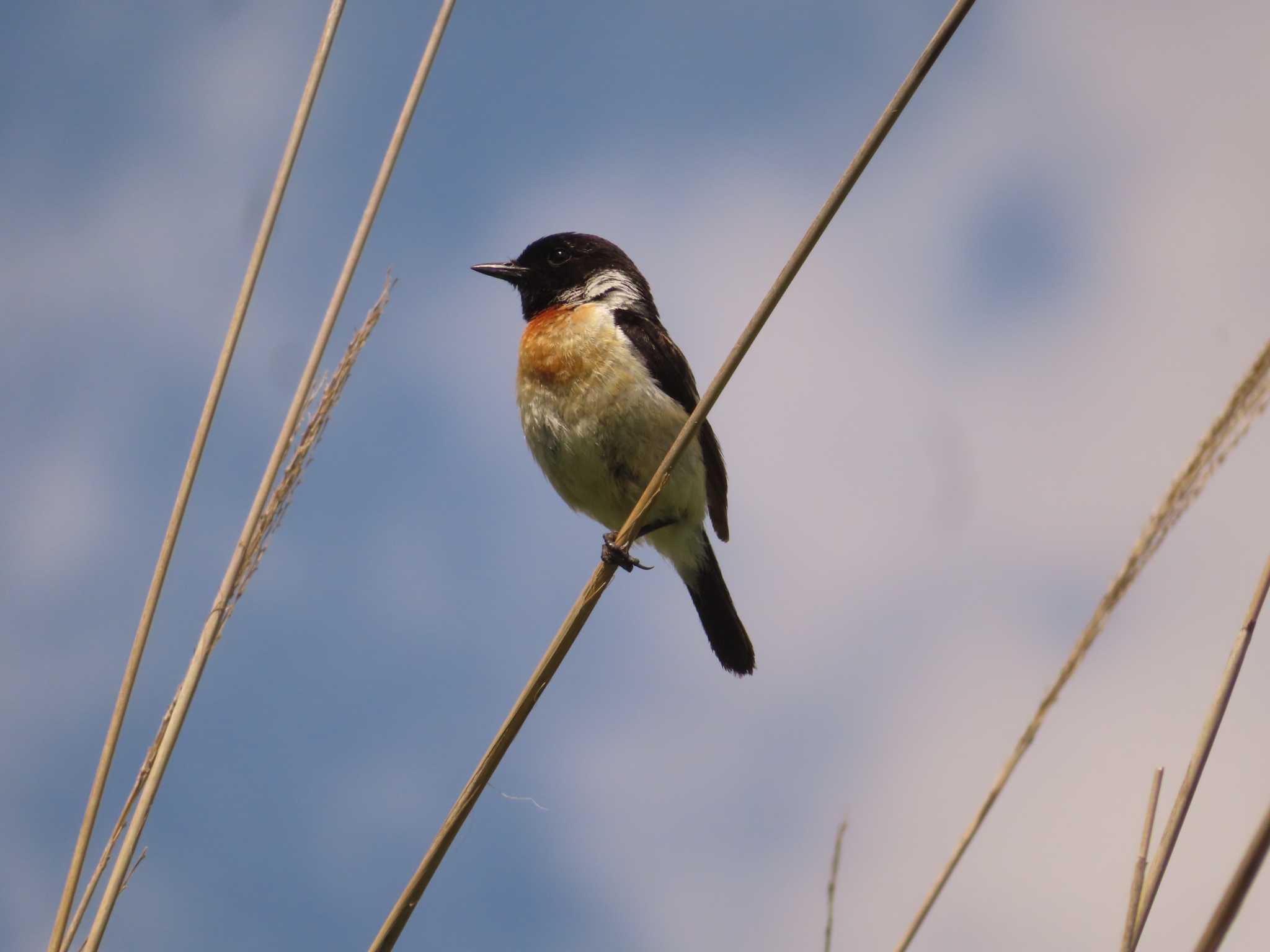 Photo of Amur Stonechat at JGSDF Kita-Fuji Exercise Area by ゆ