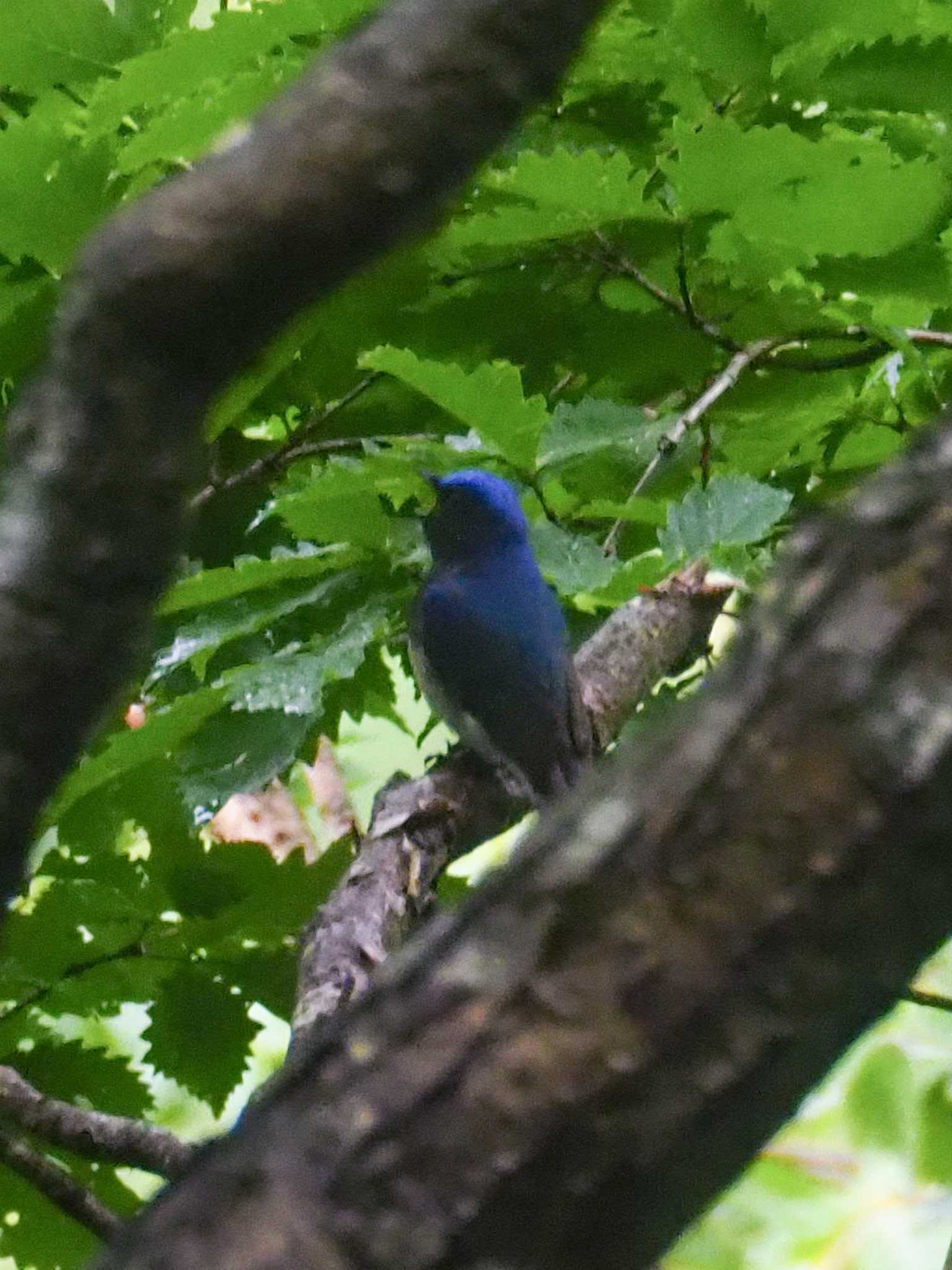 Photo of Blue-and-white Flycatcher at 群馬県みなかみ町 by とろろ