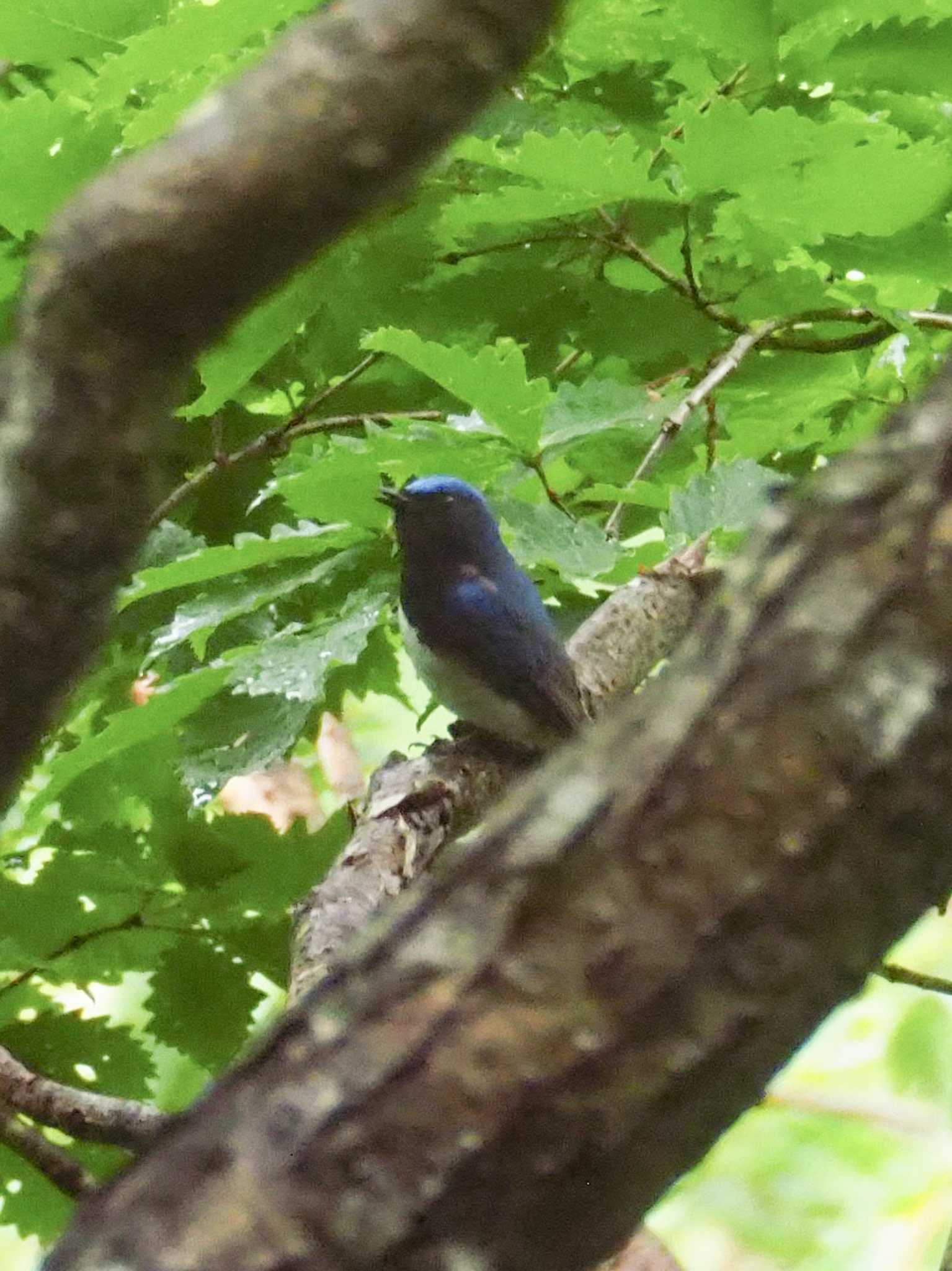 Blue-and-white Flycatcher