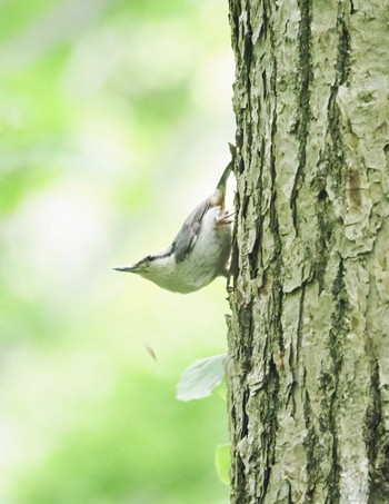 Eurasian Nuthatch 群馬県みなかみ町 Sat, 6/10/2023