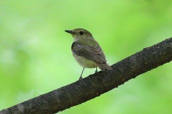 キビタキ 大阪城公園 2023年5月6日(土)