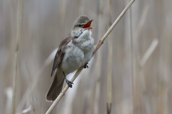 Oriental Reed Warbler 女神湖 Mon, 6/12/2023