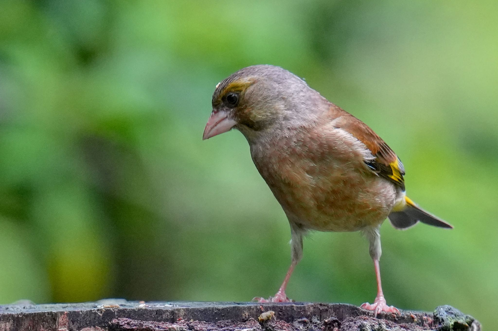 西湖野鳥の森公園 カワラヒワの写真 by アポちん