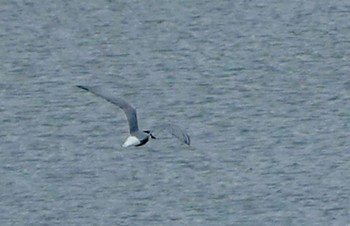 Common Tern Isanuma Sun, 6/11/2023