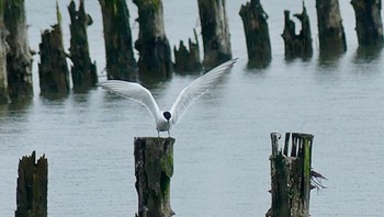 Common Tern Isanuma Sun, 6/11/2023