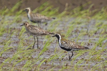 ムナグロ 手賀沼 2023年5月6日(土)