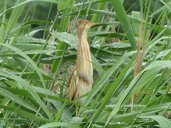 2023年6月11日(日) 伊佐沼の野鳥観察記録