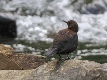 2023年6月13日(火) 福井緑地(札幌市西区)の野鳥観察記録