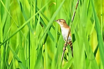 Marsh Grassbird Watarase Yusuichi (Wetland) Sun, 6/4/2023