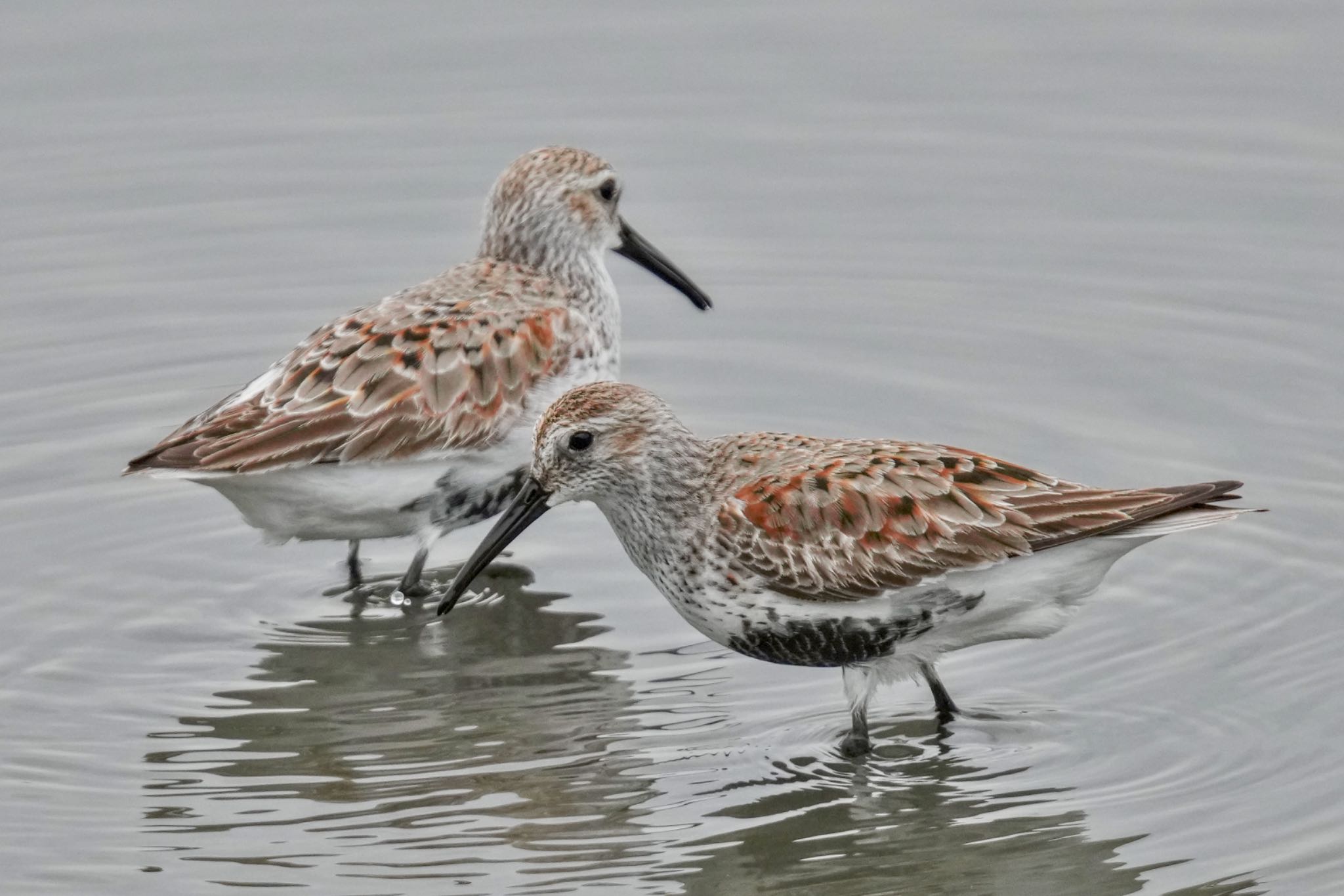 Photo of Dunlin at Tokyo Port Wild Bird Park by アポちん