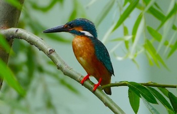 2023年6月13日(火) 西除川の野鳥観察記録