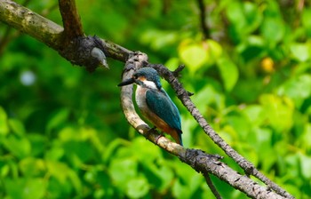 2023年6月13日(火) 長居植物園の野鳥観察記録