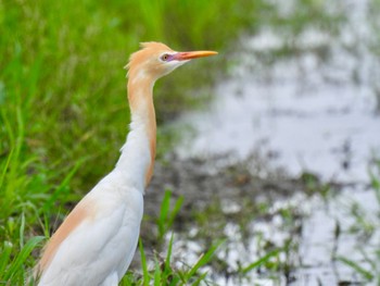 Eastern Cattle Egret 三重県鈴鹿市 Tue, 6/13/2023