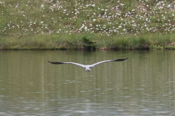 Grey Heron 女神湖 Mon, 6/12/2023